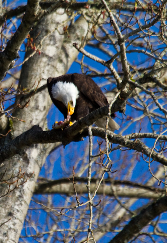 Bald Eagle Eating Fish